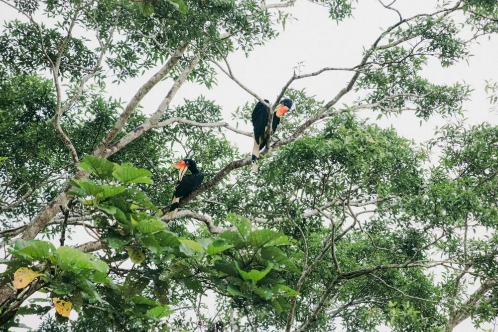 vogels in de boom in Borneo