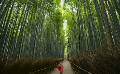 Bamboe-bos in Kyoto