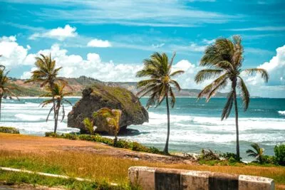 Palmbomen langs de kust op Barbados