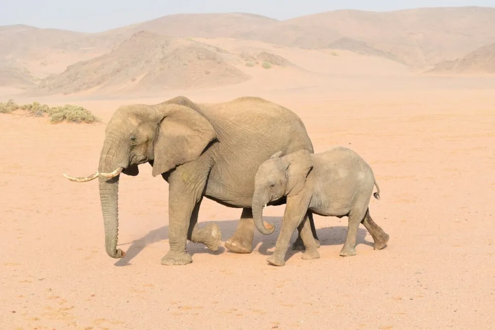Olifanten in Damaraland, Namibië.