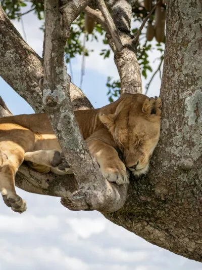 Leeuw in boom in Tanzania