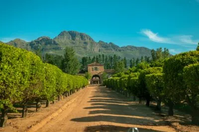 Wijngaard in Stellenbosch, Zuid-Afrika.