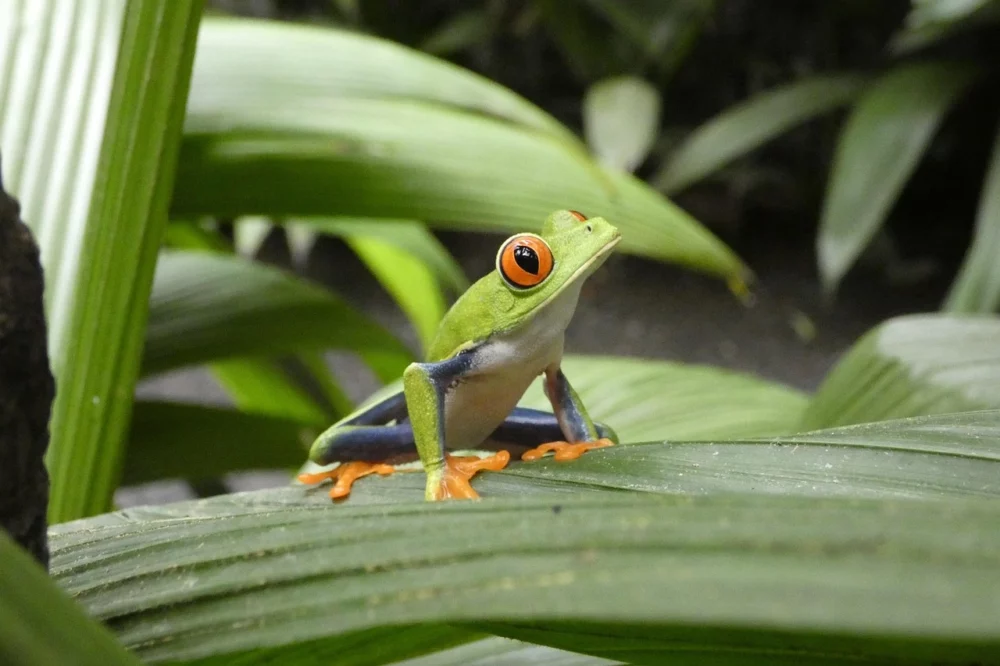 Kleurrijke kikker in Monteverde Costa Rica