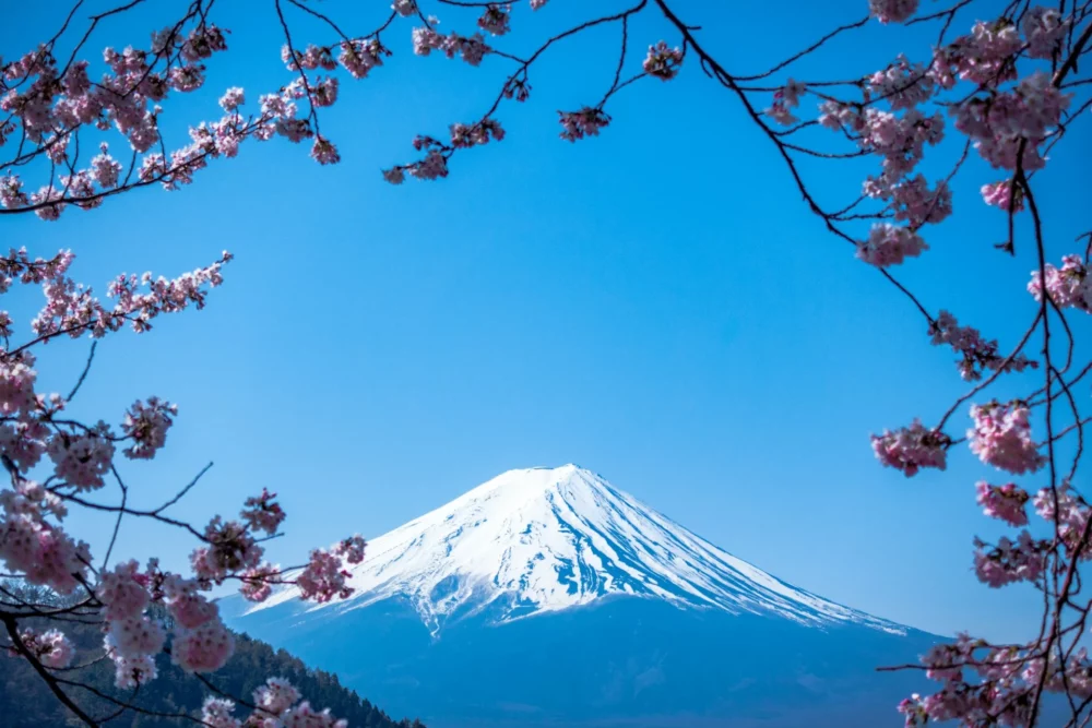 De Mount Fuji berg omringd met bloesem