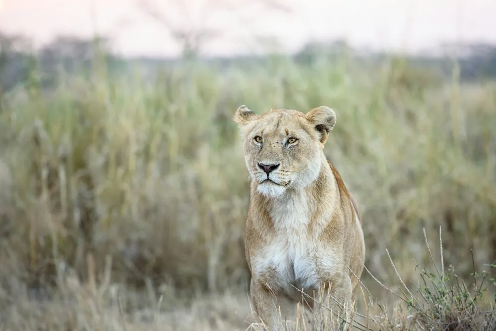Leeuw in Serengeti, Tanzania