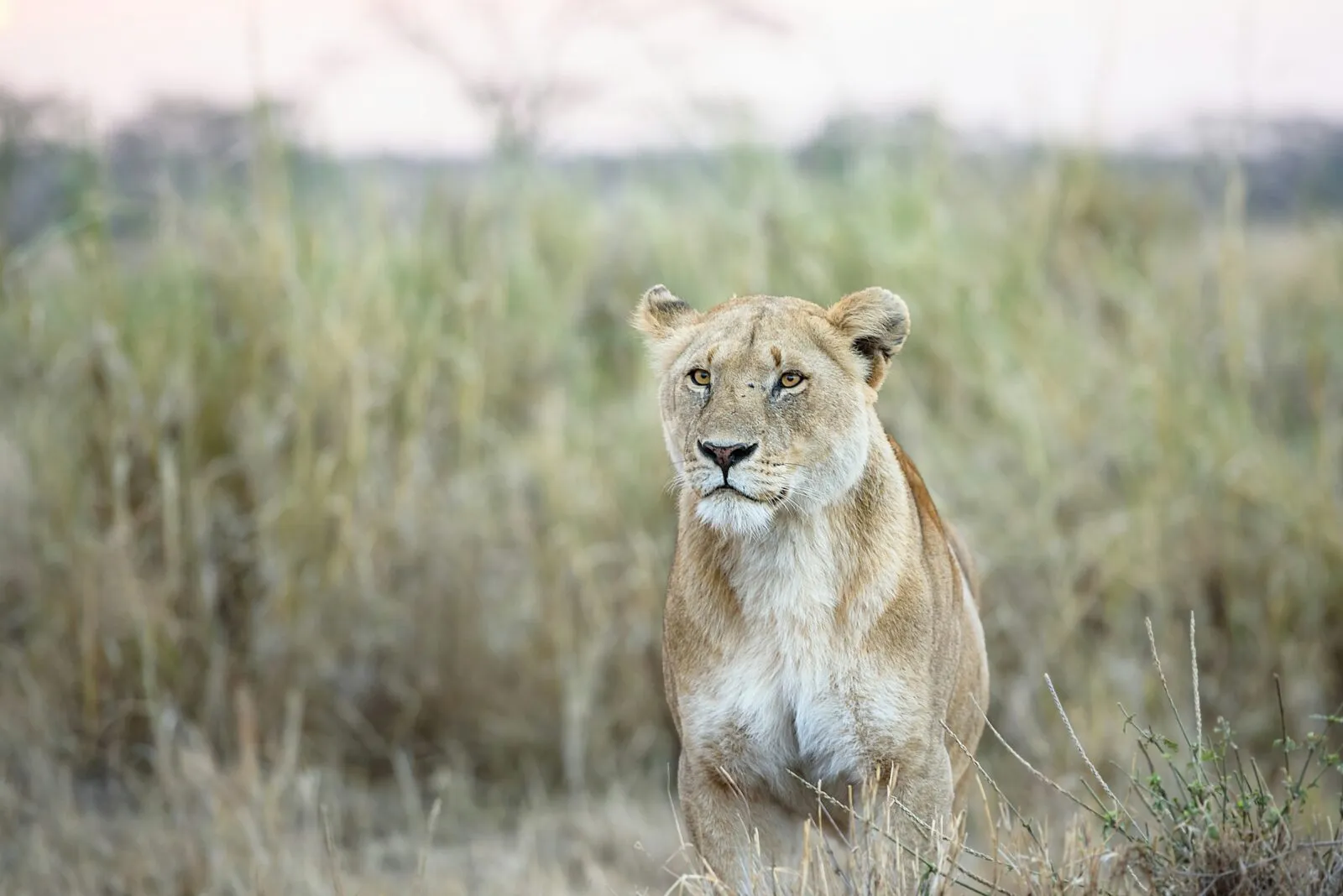 Leeuw in Serengeti, Tanzania
