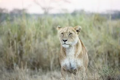 Leeuw in Serengeti, Tanzania