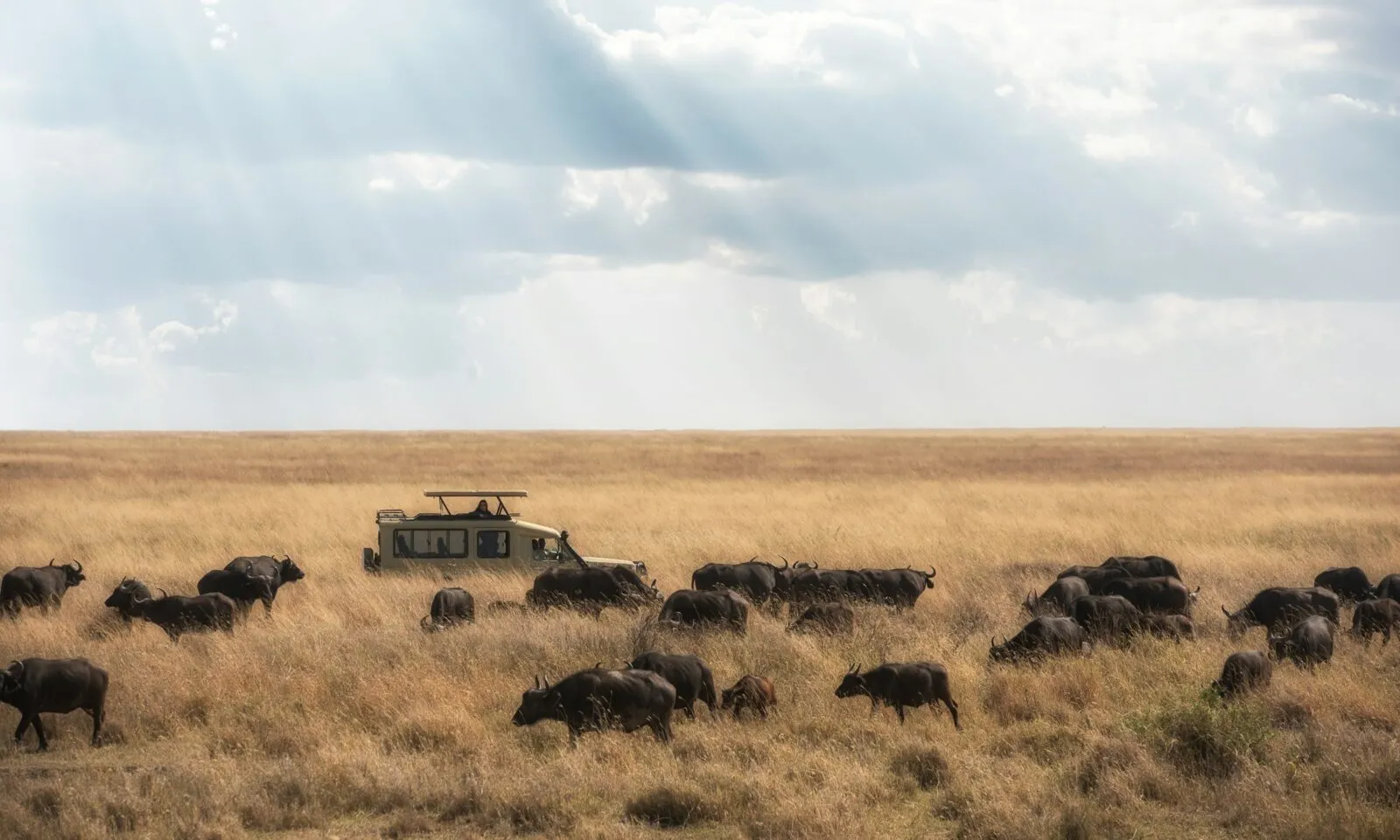 Safari in Tanzania