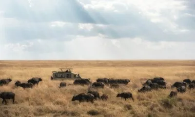 Safari in Tanzania