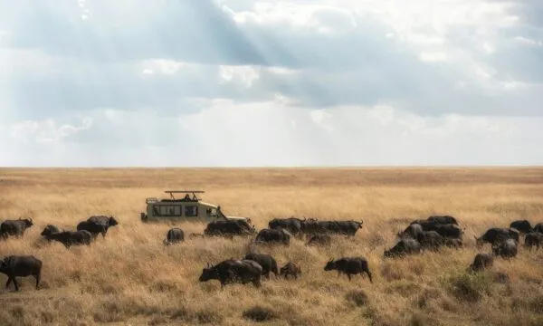 Safari in Tanzania