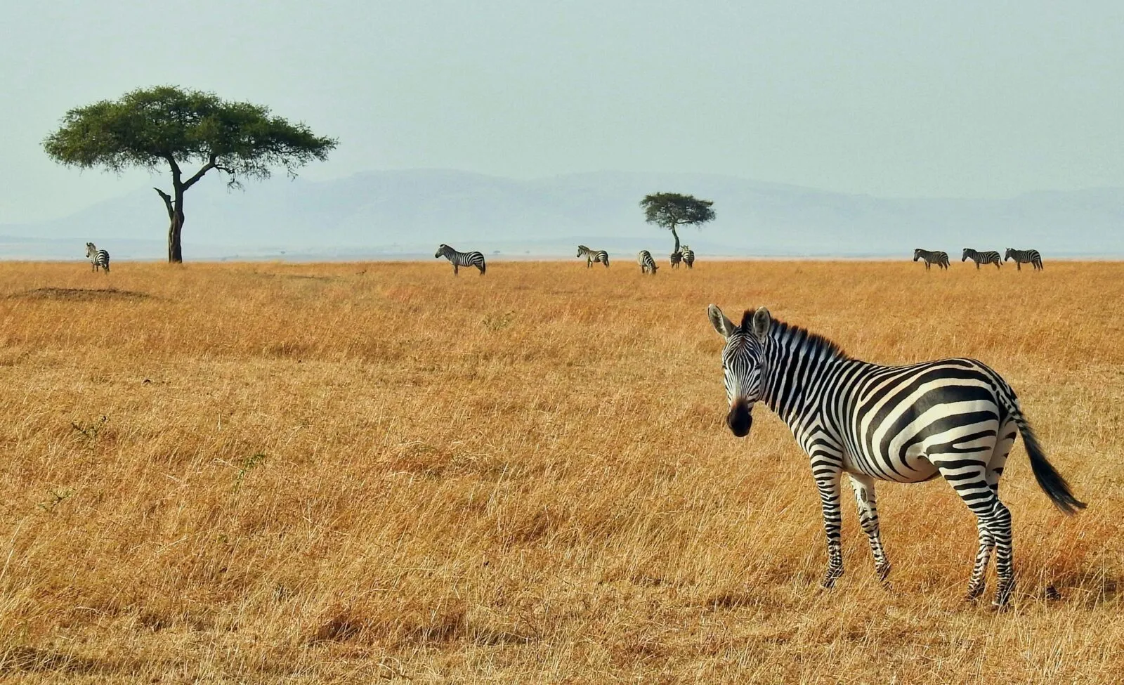 Zebra in savanne in Tanzania