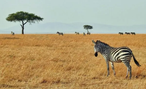 Zebra in savanne in Tanzania