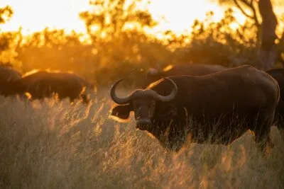 Buffels in het Krugerpark, Zuid-Afrika.