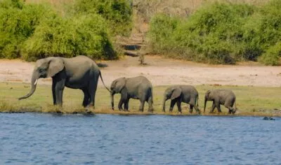 Groep van 1 moeder olifant met 3 babyolifantjes in Chobe National Park Botswana