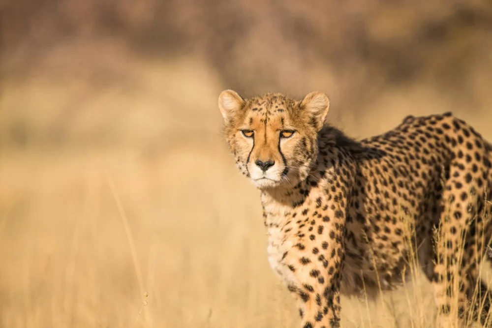 Luipaard op de savannes van Hoedspruit, Zuid-Afrika.