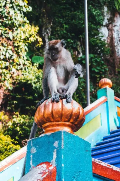 aap op de trap van de gekleurde trappen van de batu caves