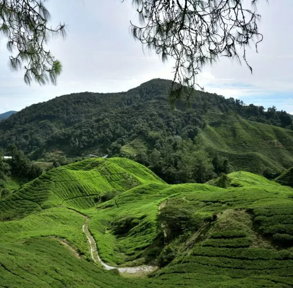 cameron highlands in maleisie