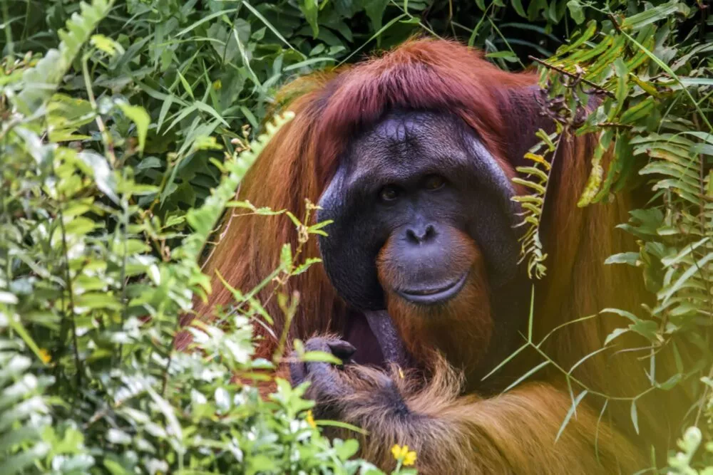 Oerang oetan in het wild omgeven door groene jungle