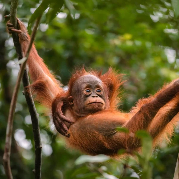 Baby orang-oetan slingerend door de boom in Borneo, Maleisië.