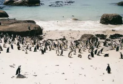 pinguins aan de kust van zuid afrika in kaapstad