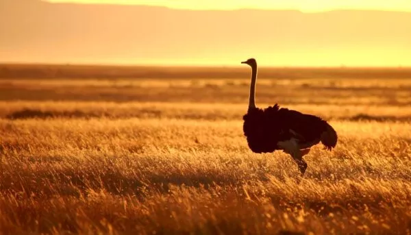 Struisvogel in de savanne in Oudtshoorn, Zuid-Afrika.