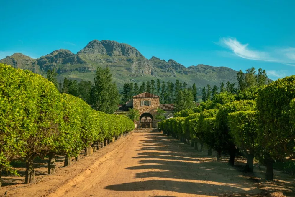 Wijngaarden van Stellenbosch in Zuid-Afrika.