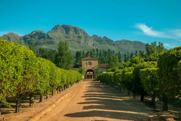 Wijngaarden van Stellenbosch in Zuid-Afrika.