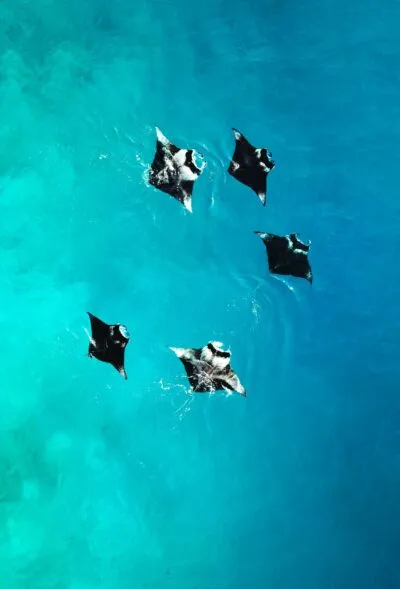 mantaray in Nusa Lembongan