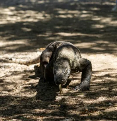 komodo varaan op de komodo eilanden
