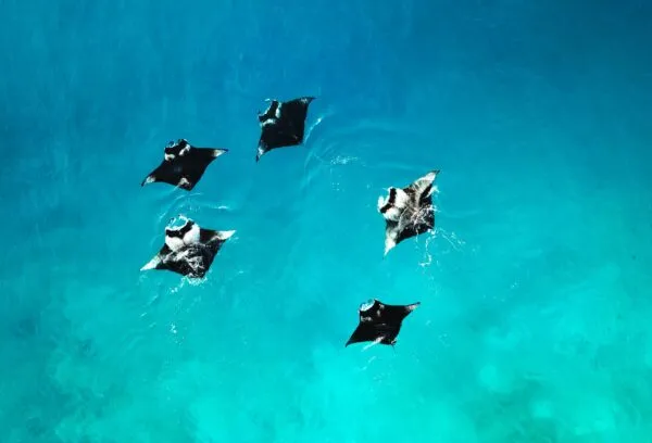 Manta's in de zee bij Komodo, Indonesië.