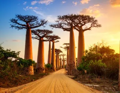Baobab bomen in Madagaskar.