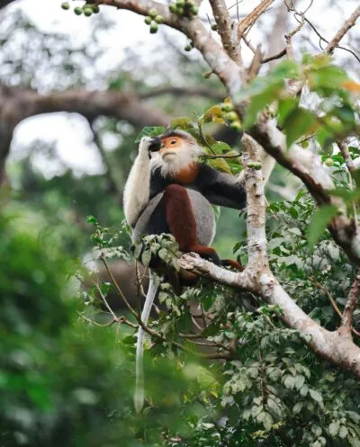aap in boom in long natuurreservaat in viertnam bij ninh binh