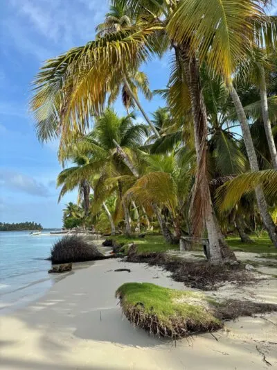 Palmbomen van San Blas in Panama.