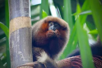 Aap in de Amazone van Peru.