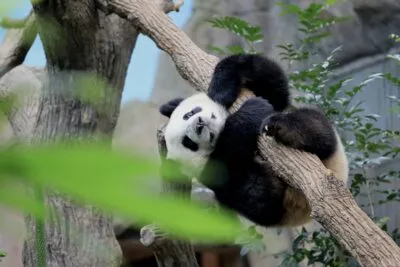 Panda hangend aan een tak in Chengdu, China.