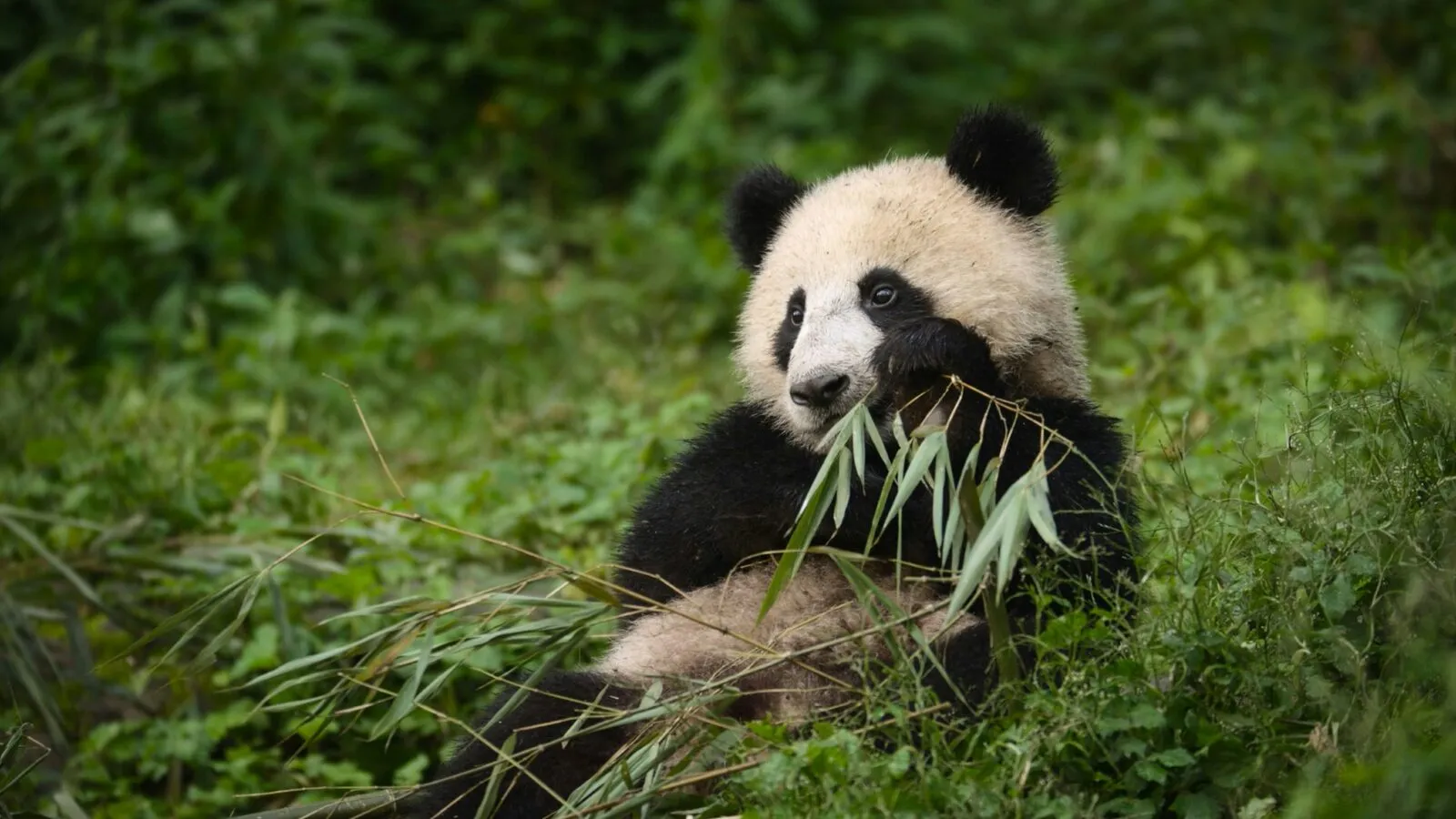 Panda eet bamboe in Chengdu, China.