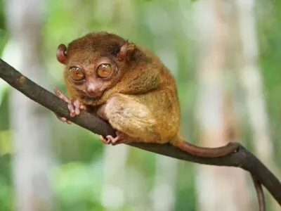 Spookdiertje op tak in Tarsier Sanctury op Bohol, Filipijnen