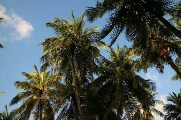 Malediven Magoodhoo Palmbomen