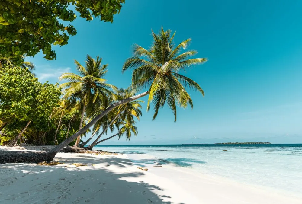 Malediven Stand Palmbomen Scheef