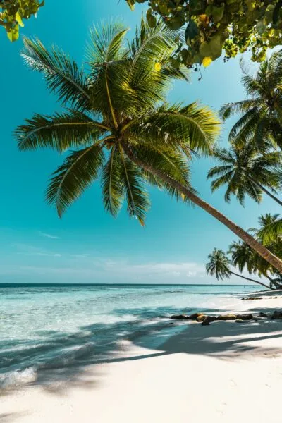 Malediven Strand Palmboom Scheef Horizontaal