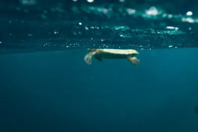 Malediven Zee Schildpad Onderwater