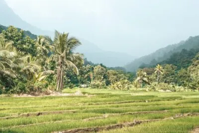 Sri Lanka Ella Velden Groen Mistig