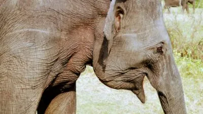 Sri Lanka Habarana Oude Olifant