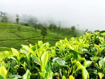 Sri Lanka Haputale Bergen Uitzicht