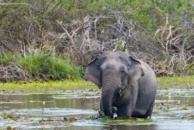 Sri Lanka Kumana National Park Olifant In Het Water
