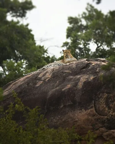 Sri Lanka Leopaard Liggend Op Steen