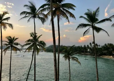 Sri Lanka Mirissa Palmbomen Zonsondergang