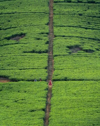 Sri Lanka Nuwara Eliya Velden Mensen