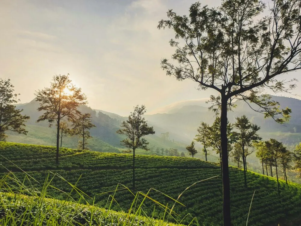 Sri Lanka Ramboda Theevelden Groen Gebergte Bomen