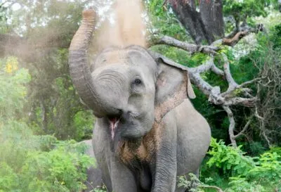 Sri Lanka Tissamaharama Olifant Zand